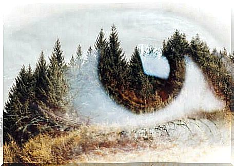 An eye laid over a pine landscape.