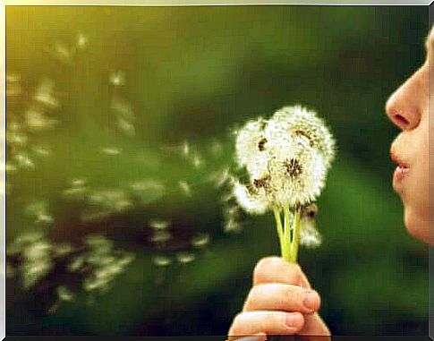 Dandelion: Do not expect anything and you will not want anything to lose