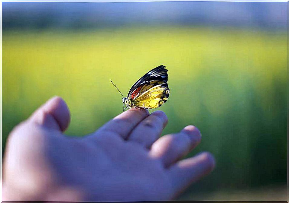 Butterfly sitting on hand