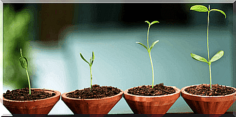 An image of four growing plant stems that symbolize integrated psychology.