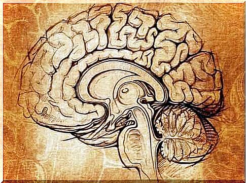 Nucleus lentiformis: Center for learning and motivation