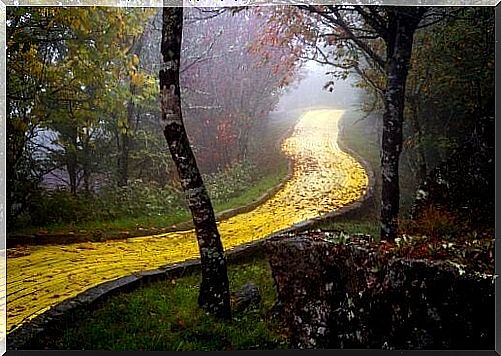 Yellow road in a forest