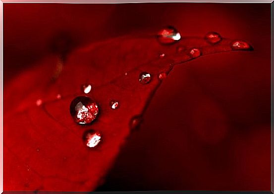 Red leaf with water drops